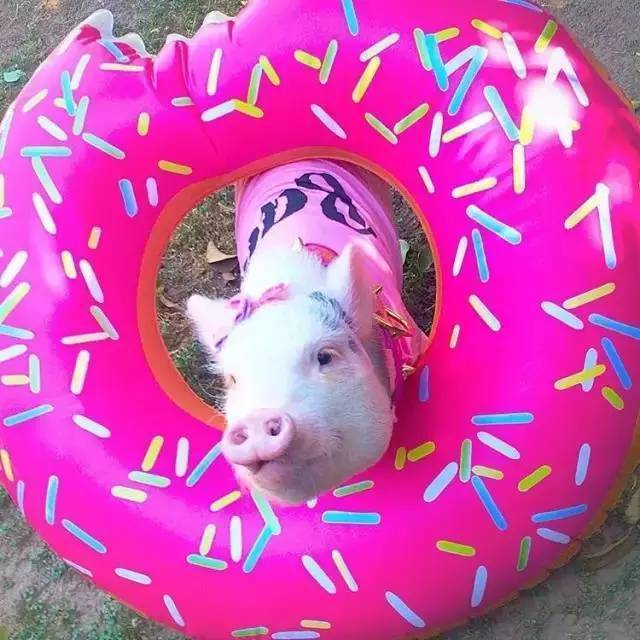 迷你猪好养吗,迷你香猪真的长不大嘛