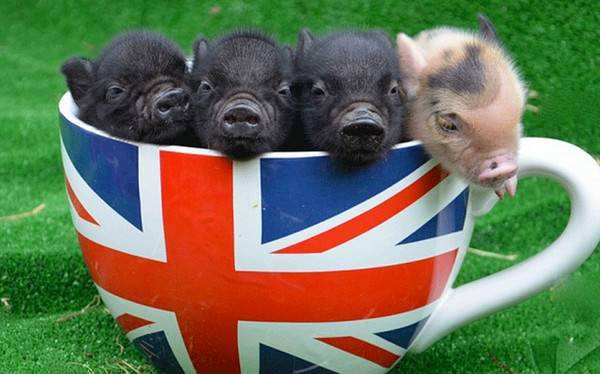 迷你猪好养吗,迷你香猪真的长不大嘛