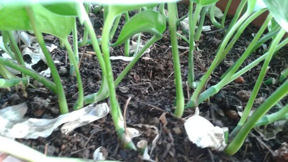 水培绿萝跟土培绿萝该怎么施肥,水培绿萝几天喂营养液