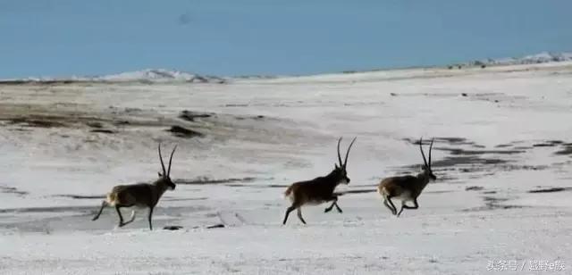 可可西里无人区车沉湖事件,可可西里沉湖事件