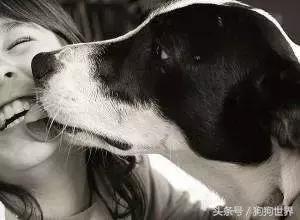 狗狗的习性知识,一直宠一只猫另一只会不会生气