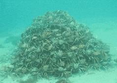 密集恐惧症不谨慎看到了怎么办,密集恐惧症的最可怕瞬间