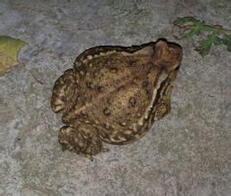 2017年下一个蓝海在农村，马上挣到人生的第一桶金