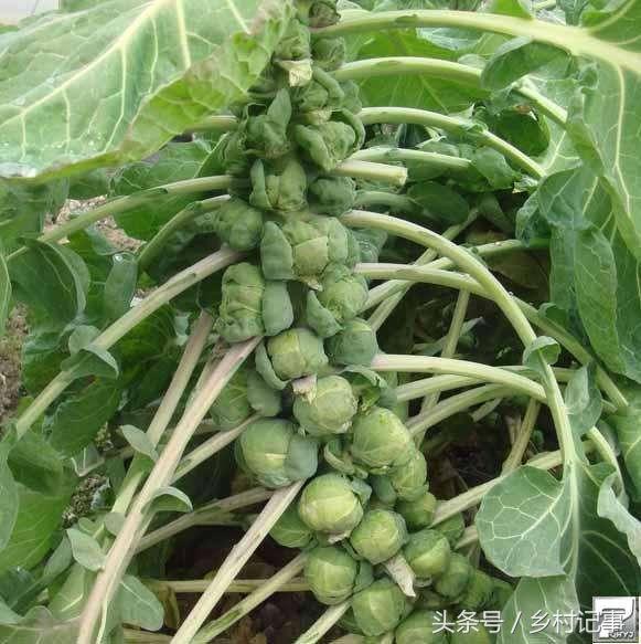 种植蔬菜卷心菜 (自家种的纯天然无公害黄花卷心菜)