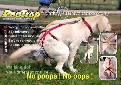 小区很多野狗,小区到处都是狗粑粑谁来管