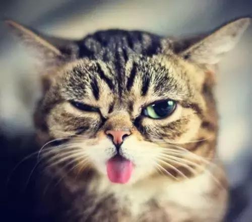 测评各个品牌的奶茶,测评奶茶甜