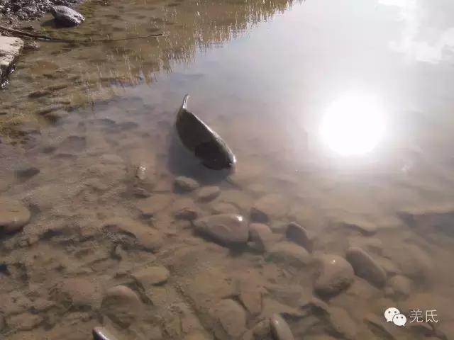 怀念故乡往日时光图片,怀念过去家乡的视频