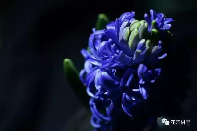 相似的花儿又来了，今天我们来认识它们