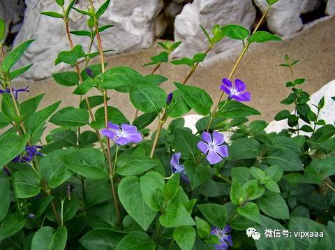 这13种开紫色花的花卉你认识几种,五种常见蓝色花