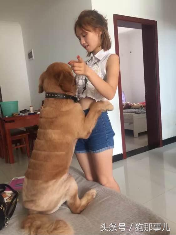 藏獒是不是对主人很温顺,藏獒忠诚护主吗