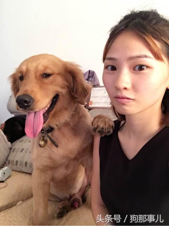 藏獒是不是对主人很温顺,藏獒忠诚护主吗