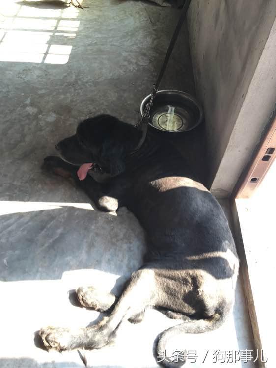 藏獒是不是对主人很温顺,藏獒忠诚护主吗