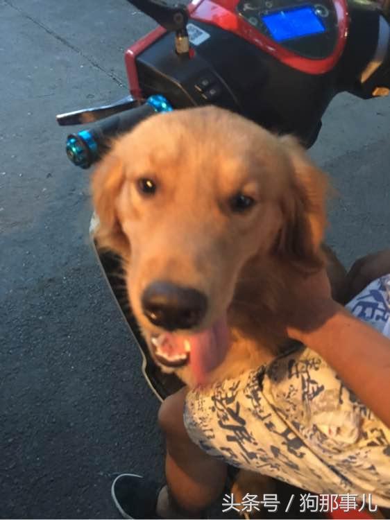 藏獒是不是对主人很温顺,藏獒忠诚护主吗