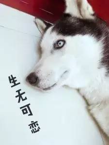 明星包包平价,一年四季都能背的平价包包