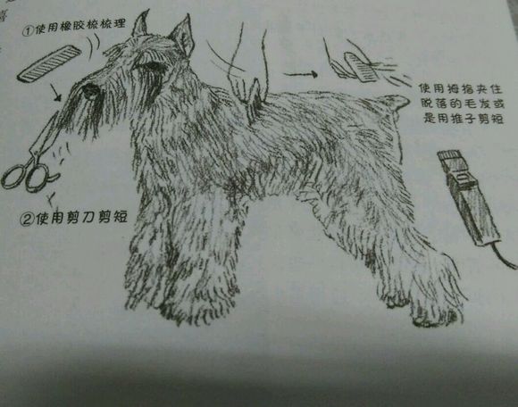 科普狗狗,全面解读狗狗的心理