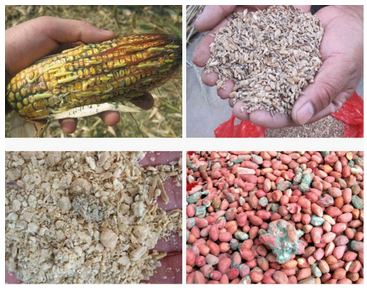 饲料中霉菌毒素对猪有什么危害,饲料霉菌毒素处理剂怎么用