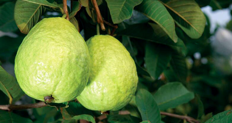 广西哪里有珍珠番石榴,广西北流珍珠石榴