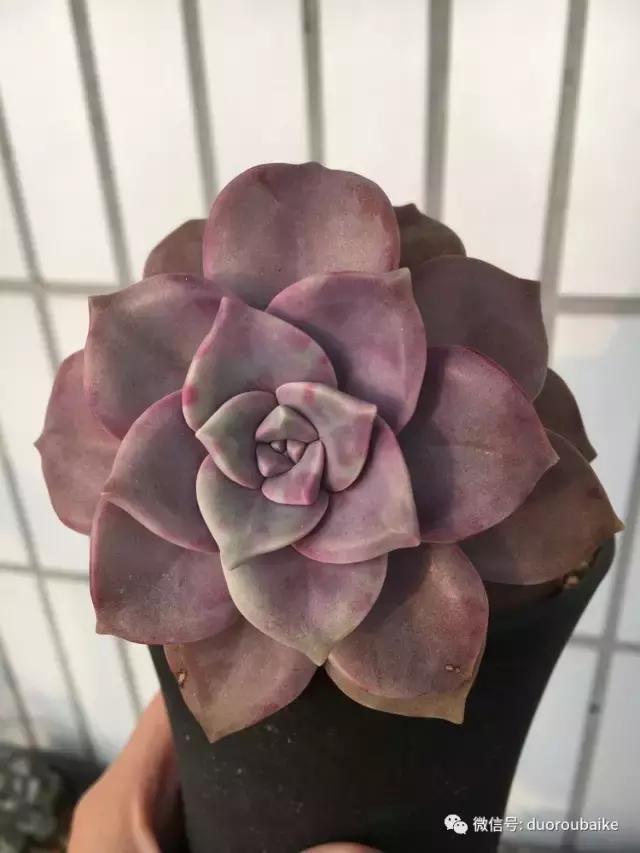 吾家有女初长成全文小说,吾家有女初长成小说精彩阅读