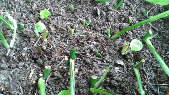 水培绿萝跟土培绿萝该怎么施肥,水培绿萝几天喂营养液