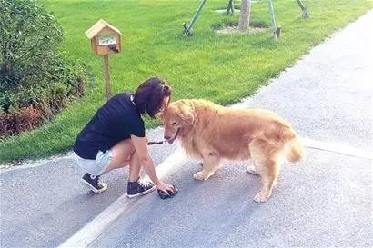 小区很多野狗,小区到处都是狗粑粑谁来管