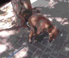 小区很多野狗,小区到处都是狗粑粑谁来管