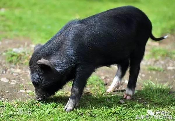 母猪产后消炎关注事项,妊娠母猪不能用哪些药