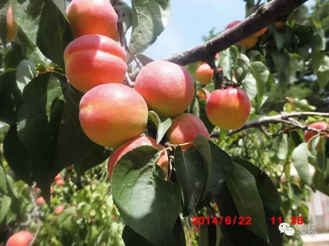 怀念故乡往日时光图片,怀念过去家乡的视频