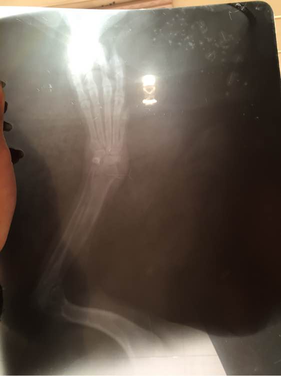 狗狗怀孕生了好多狗崽怎么处理,怀孕狗狗快生的时候肚子硬