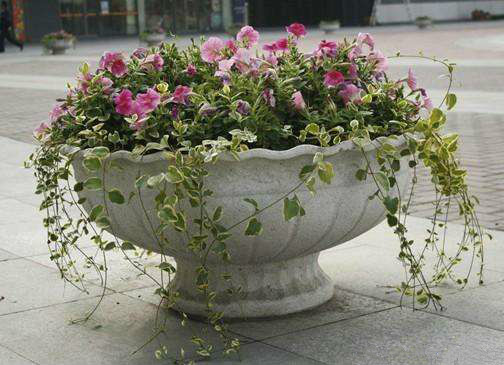 花盆里的尸骨,格林童话头颅被埋在花盆里