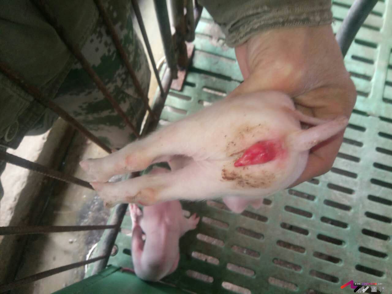 全价料如何使用,全价料有什么好处