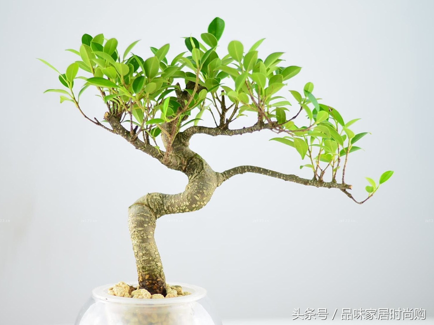 遗憾没有阳光？背阴阳台也能打造幽静绿色花园