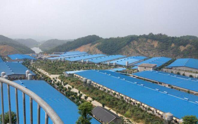 养殖白猪创业致富,农户养一头猪利润是多少