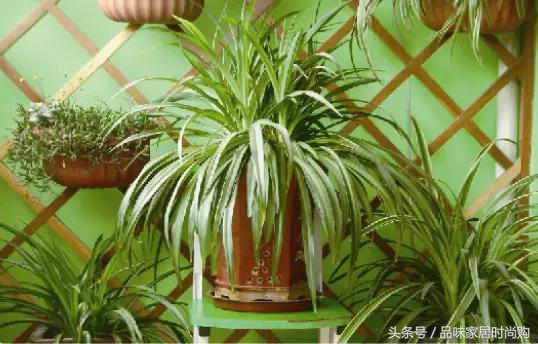 遗憾没有阳光？背阴阳台也能打造幽静绿色花园