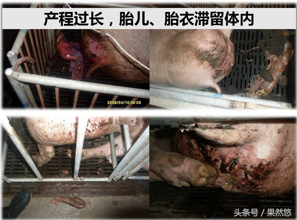 母猪饲养的基本原则,母猪饲养管理指南解读