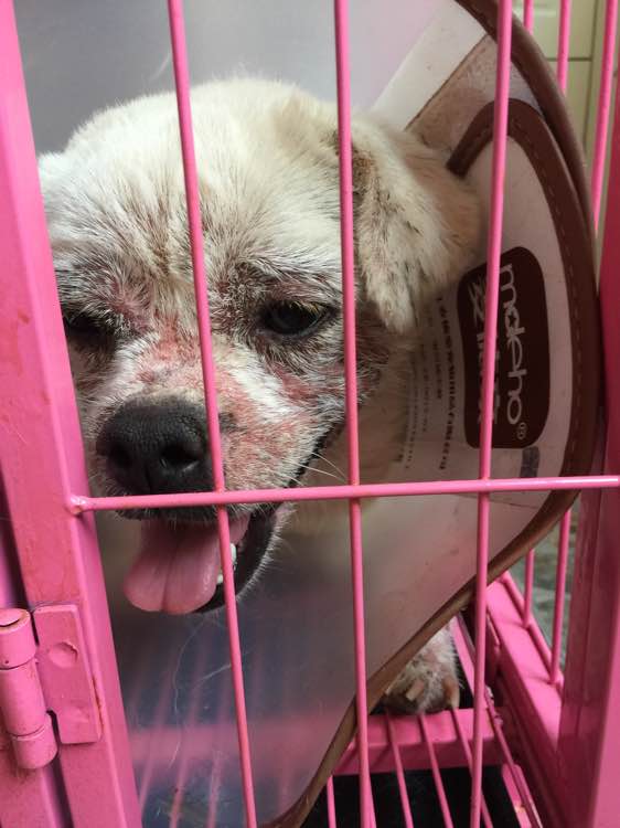 女子捡到一只脱毛的狗,女子捡到一只狗狗