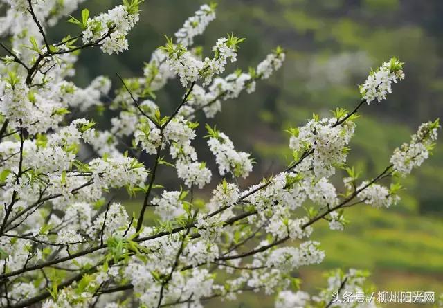 柳州美景樱花谷,柳州的花海美景