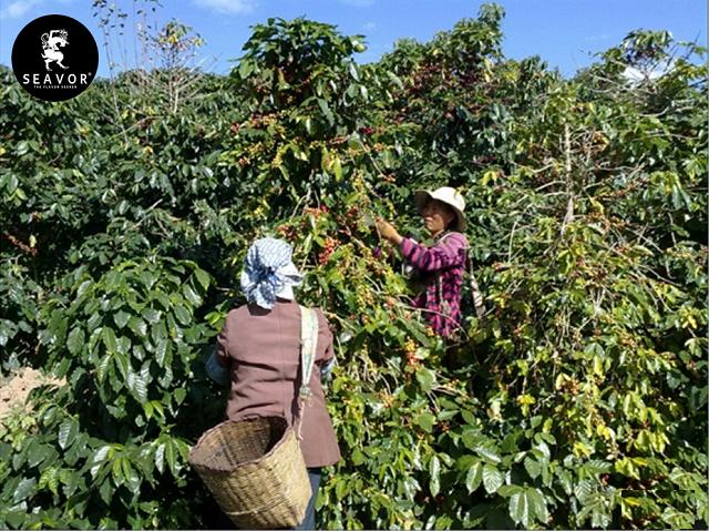 高海拔区的咖啡豆,咖啡豆适合的海拔环境