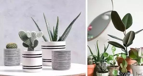 十大室内最好养活的绿植排行榜,绿植大全1000种