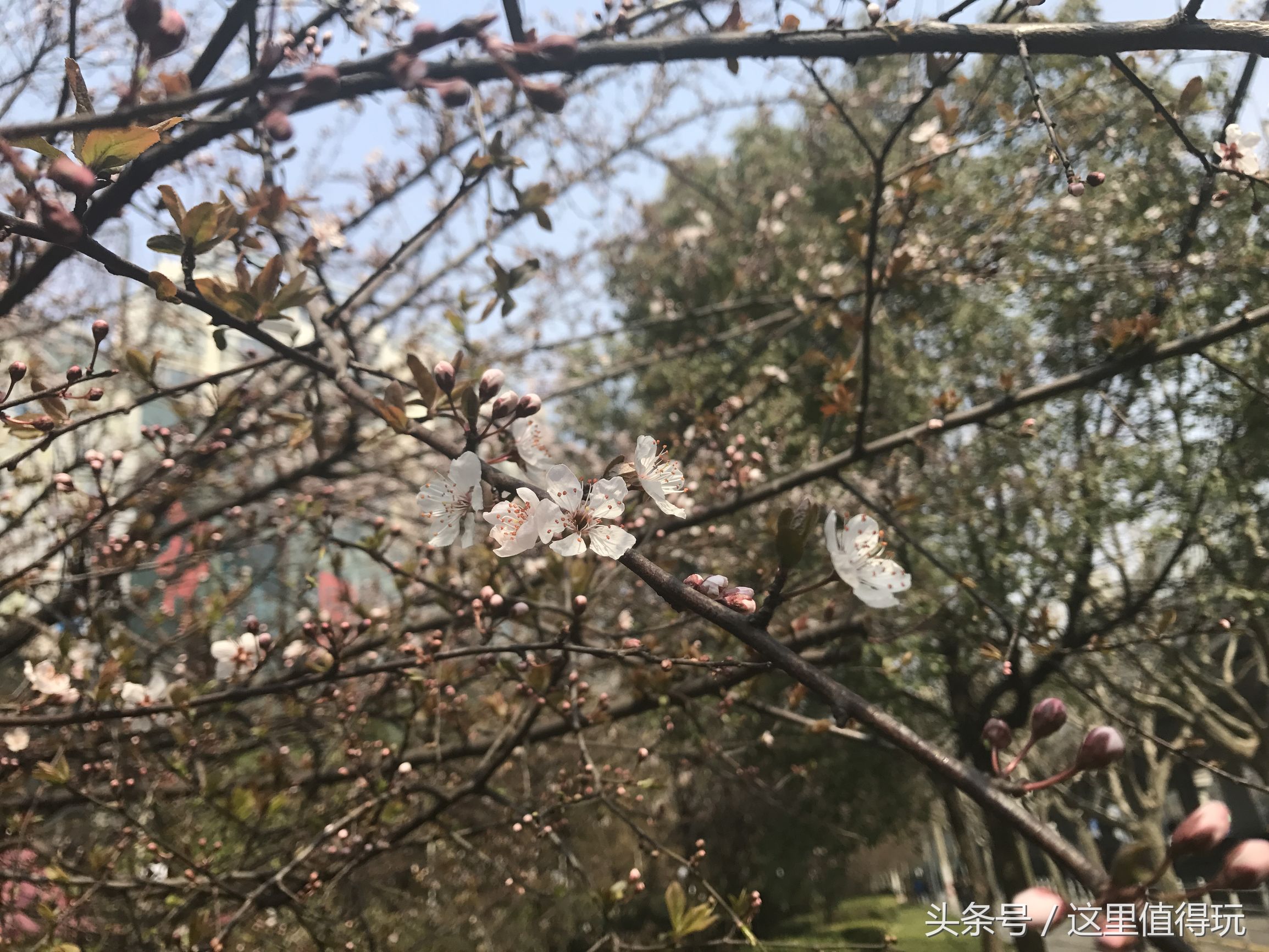 虹口足球场申花比赛,上海申花球迷为国家队加油助威