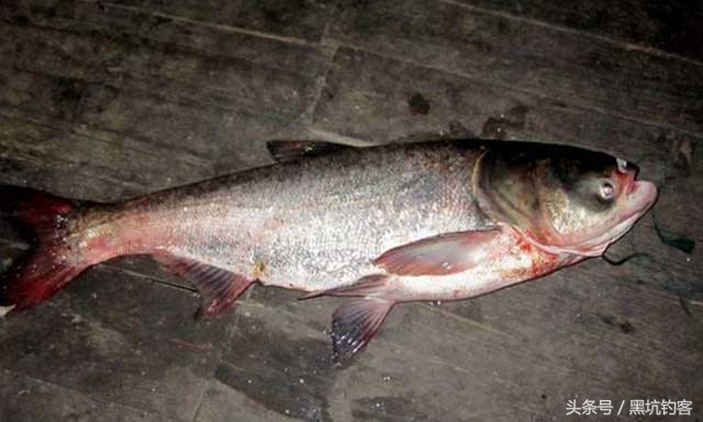 钓鲢鳙鱼技巧和方法,钓鲢鳙鱼的三个关键点