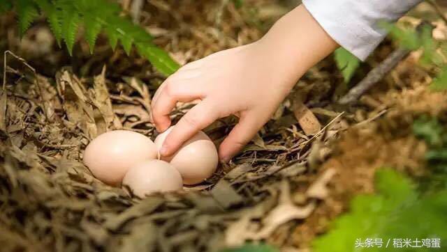 鸡蛋为什么不能水洗了,鸡蛋用水洗会坏吗