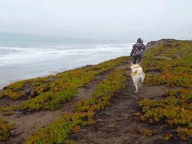 带秋田犬旅行,秋田犬不运动有影响吗