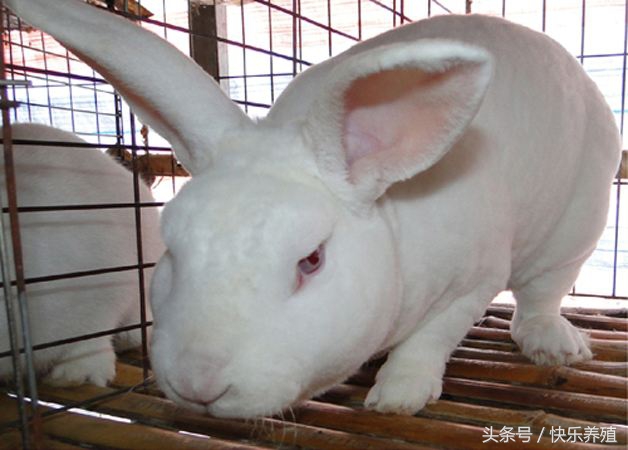 獭兔种兔养殖成本,獭兔养殖前景怎么样