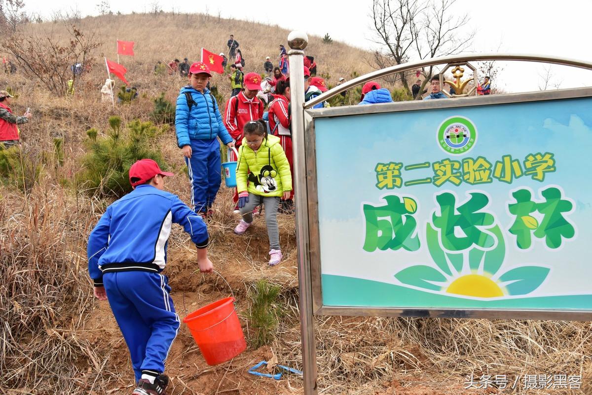 为什么让小学生上山植树造林，看完老师写的图文就明白