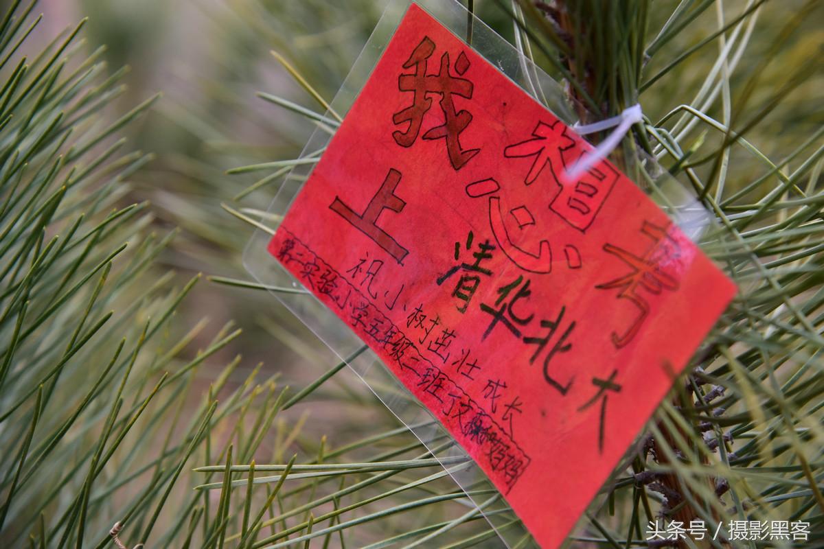 为什么让小学生上山植树造林，看完老师写的图文就明白