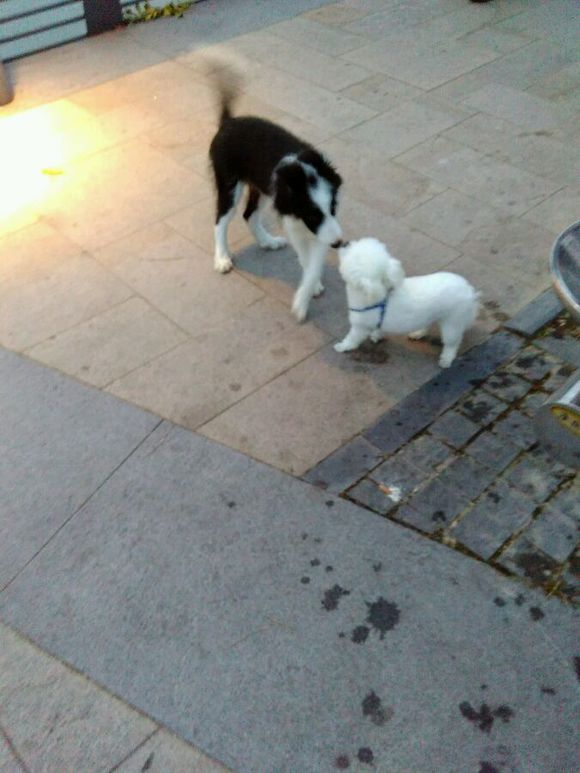 科普狗狗,全面解读狗狗的心理