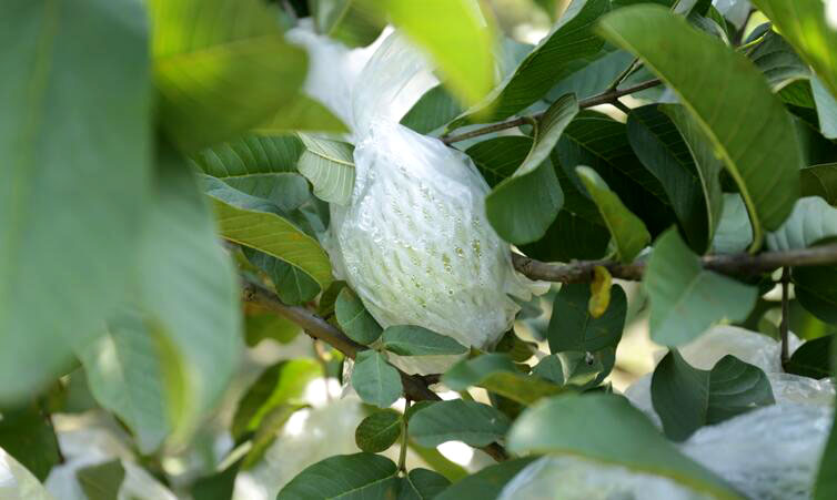 广西哪里有珍珠番石榴,广西北流珍珠石榴