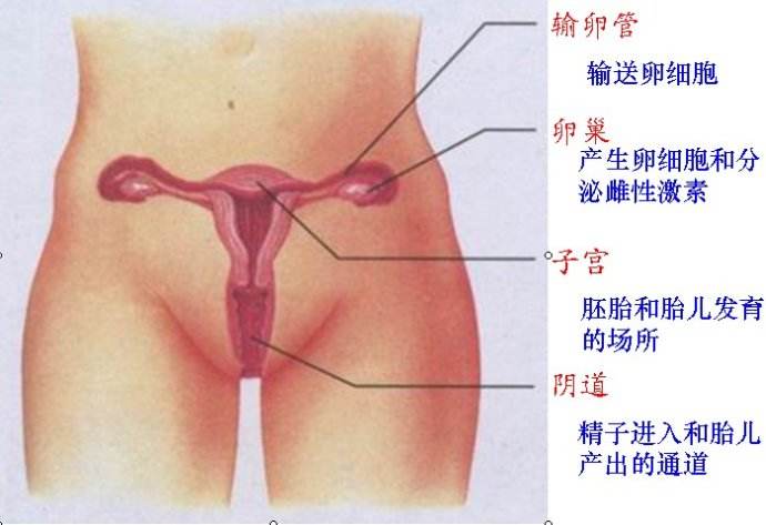 科普：常见妇科检查全过程，是女人都要经历！