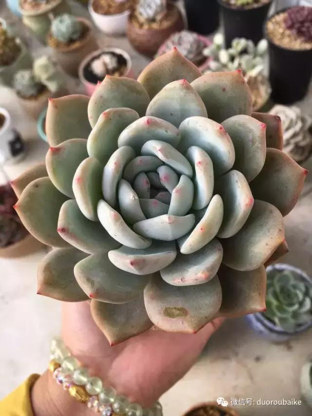 吾家有女初长成全文小说,吾家有女初长成小说精彩阅读