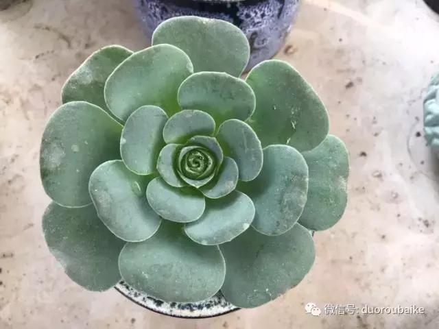 吾家有女初长成全文小说,吾家有女初长成小说精彩阅读